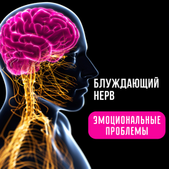 Как блуждающий нерв влияет на наше эмоциональное состояние 