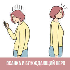 Влияние блуждающего нерва на осанку: неожиданная связь нервной системы и тела Влияние блуждающего нерва на осанку: неожиданная связь нервной системы и тела